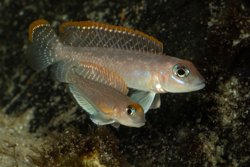 Lamprologus ornatipinnis 'Mwamgongo'